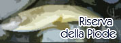 La 'Riserva della Piode'