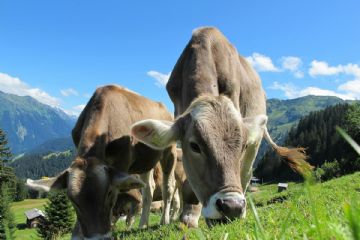 Bando SRD01 per le aziende agricole del territorio GAL