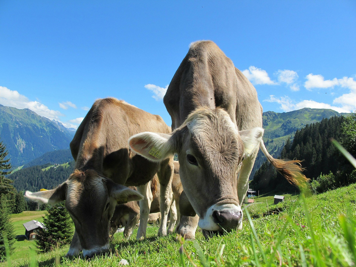 Bando SRD01 per le aziende agricole del territorio GAL